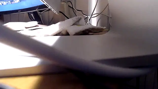 Tommitoo online show from 02/22/26, 05:54