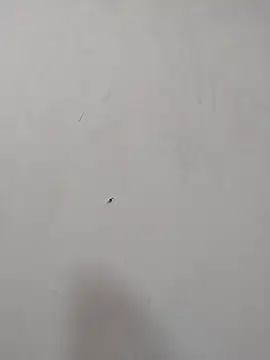 Rafaelayamazaki online show from 12/18/25, 12:09