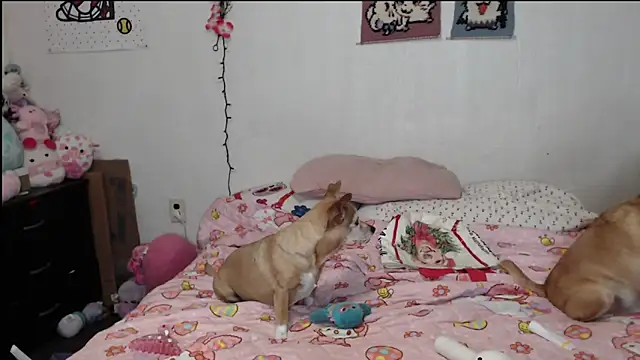 Snapshot of Cupcakecutie449 chatting on 03/26/26, 03:38 Cupcakecutie449 online show from 03/26/26, 03:38