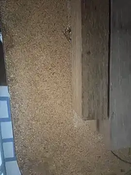 Followthepiper online show from 03/29/26, 07:43