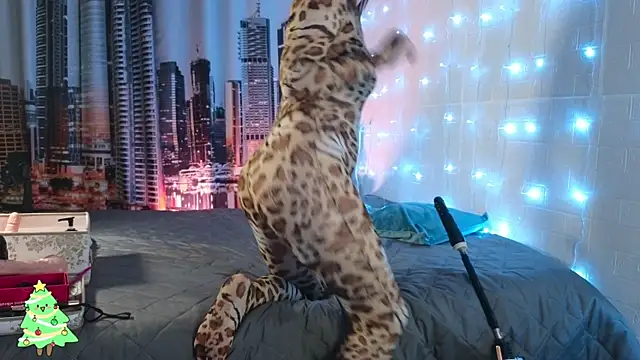 Snapshot of DashaHart chatting on 12/13/25, 08:04 DashaHart online show from 12/13/25, 08:04