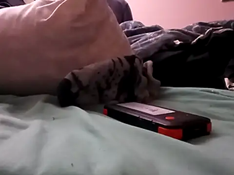 Blkstylion online show from 12/05/25, 02:48