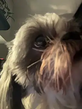 PetitLumiere online show from 02/18/26, 04:43