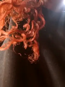 Swirly blac online show from 03/24/26, 07:30