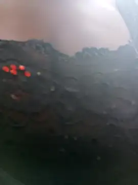 Swirly blac online show from 04/13/26, 08:18