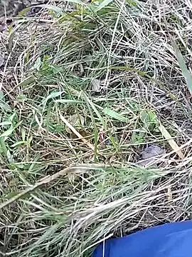 Snapshot of Nkumar173 chatting on 11/10/25, 07:02 Nkumar173 online show from 11/10/25, 07:02