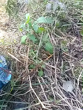 Snapshot of Nkumar173 chatting on 11/11/25, 05:57 Nkumar173 online show from 11/11/25, 05:57