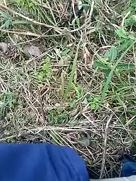 Snapshot of Nkumar173 chatting on 11/08/25, 11:58 Nkumar173 online show from 11/08/25, 11:58