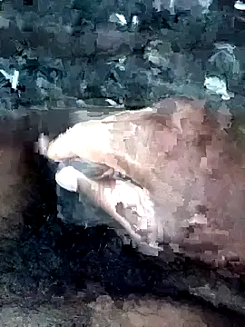 slchiku online show from 10/18/25, 02:35