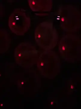 Gin4Cole online show from 01/30/25, 03:00