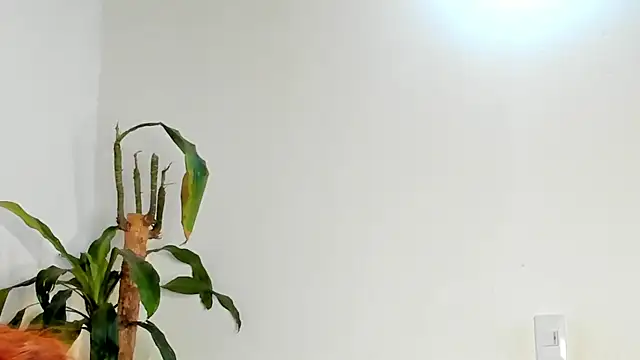 Bellacrox online show from 03/17/26, 12:02