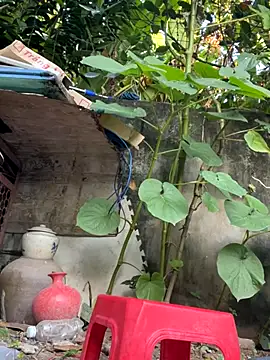 Snapshot of __Saphia__ chatting on 11/27/25, 12:33 Saphia online show from 11/27/25, 12:33