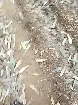 indiasexmf online show from 12/16/25, 09:57