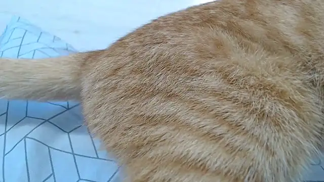 CRISTIINA37 online show from 11/06/25, 11:58