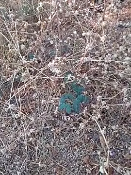 Ajith mvi online show from 03/21/26, 11:36