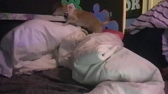 Snapshot of watermellonpussy chatting on 12/23/24, 11:06 watermellonpussy online show from 12/23/24, 11:06
