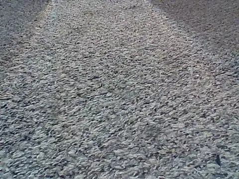 LongDickLance online show from 02/24/26, 02:01