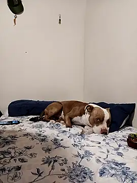 sebasxx97 online show from 11/01/25, 01:34