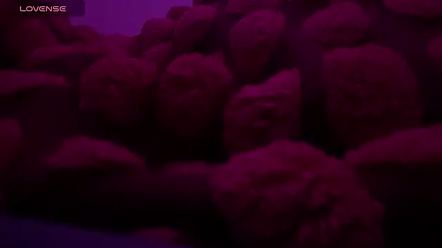 bukkakebae1 online show from 11/15/25, 12:36