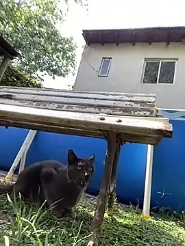 FlorBich online show from 02/03/26, 01:27