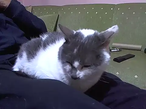 zormen355 online show from 04/04/26, 07:42