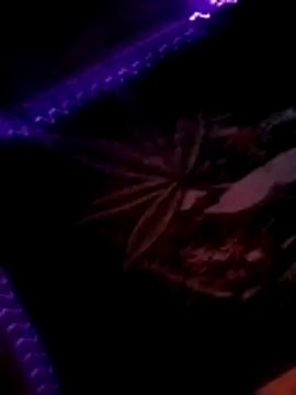 ySqmbVanbe online show from 11/10/25, 03:44