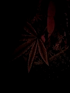 ySqmbVanbe online show from 02/17/26, 04:43