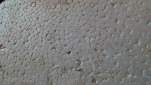 titi fiesta online show from 02/24/26, 08:04