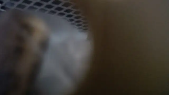 lovense test04 online show from 01/19/26, 10:30