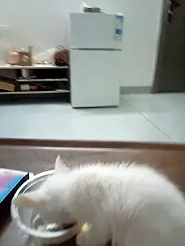 xiaoxuer online show from 05/06/26, 03:21