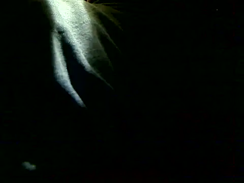 markluvskitty online show from 12/05/25, 03:43