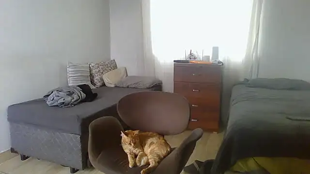 prorafadodoce online show from 02/02/26, 06:51