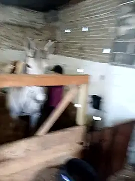 Tortuga95PL online show from 02/05/26, 09:16