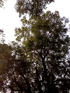 Yasha 14C Creator online show from 11/28/25, 09:31