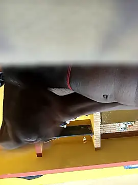 Tamil boy age28 online show from 01/12/26, 03:35