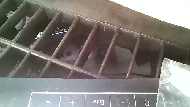 allissonw13 online show from 10/23/25, 08:46