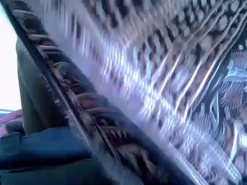 pointy bloom online show from 11/22/25, 03:33