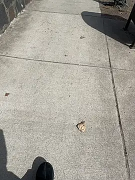 GersonGil1 online show from 03/30/26, 04:41