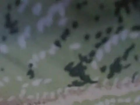 Snapshot of silky_milky chatting on 10/31/25, 08:16 silky milky online show from 10/31/25, 08:16