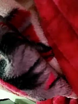 PVNRAO0831 online show from 09/23/25, 04:58