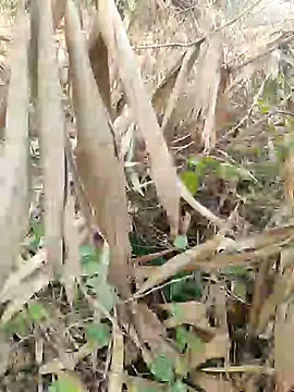 Snapshot of Young_couple143 chatting on 02/27/25, 05:51 Young couple143 online show from 02/27/25, 05:51