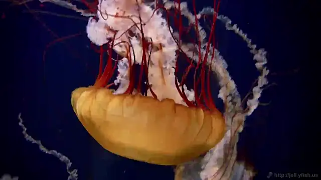 streamy test11 online show from 12/17/25, 04:45