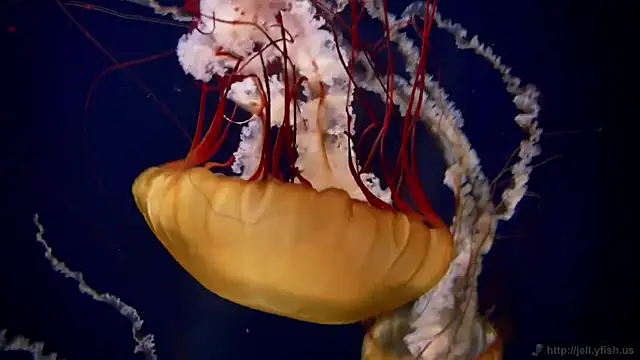 streamy test11 online show from 03/24/26, 11:10