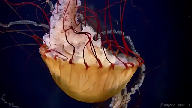 streamy test11 online show from 11/07/25, 12:21