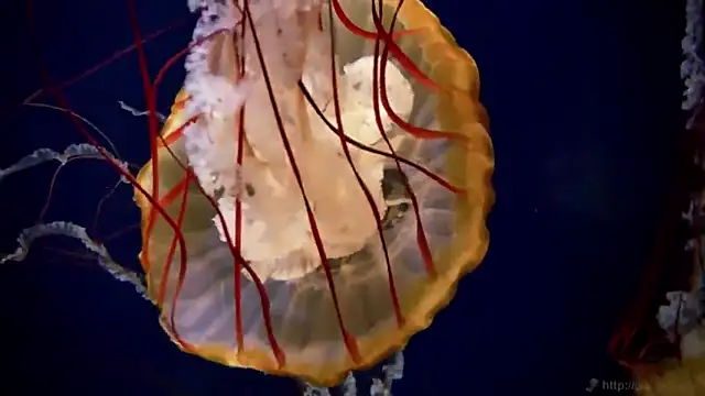 streamy test11 online show from 02/14/25, 08:42