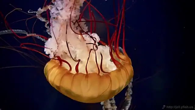 streamy test11 online show from 12/14/25, 10:54