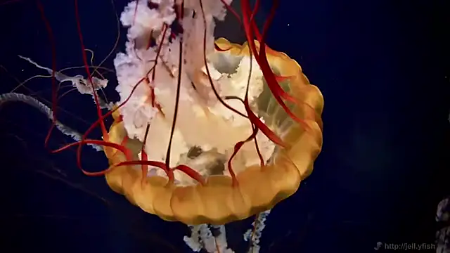 streamy test11 online show from 04/09/26, 10:54