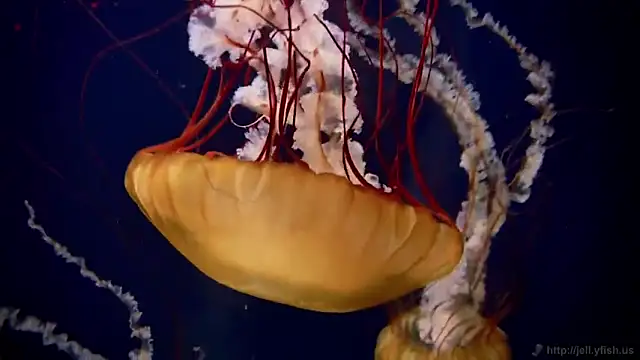 streamy test11 online show from 02/12/26, 07:19