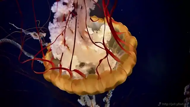 streamy test11 online show from 10/30/25, 03:53