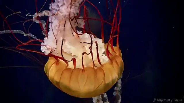 streamy test11 online show from 02/24/26, 01:23